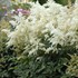 Astilbe 'Deutschland'