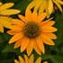 Echinacea Artisan™ Yellow Ombre
