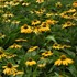 Echinacea Artisan™ Yellow Ombre
