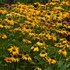 Echinacea Artisan™ Yellow Ombre