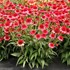 Echinacea CARA MIA™ ‘Carmine’