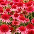 Echinacea CARA MIA™ ‘Carmine’
