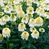 Echinacea CARA MIA™ ‘Sands’