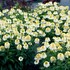 Echinacea CARA MIA™ ‘Sands’