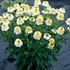 Echinacea CARA MIA™ ‘Sands’