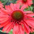 Echinacea CARA MIA™ ‘Spicy’