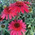 Echinacea CARA MIA™ ‘Spicy’