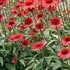 Echinacea CARA MIA™ ‘Spicy’