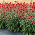 Echinacea CARA MIA™ ‘Spicy’