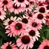 Echinacea DARK SHADOWS™ ‘Mystic’