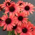 Echinacea DARK SHADOWS™ ‘Mystic’
