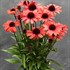 Echinacea DARK SHADOWS™ ‘Mystic’