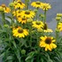 Echinacea PRIMA™ ‘Amarillo’