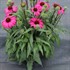 Echinacea PRIMA™ ‘Berry’