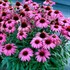 Echinacea PRIMA™ ‘Berry’