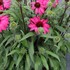 Echinacea PRIMA™ ‘Berry’