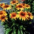 Echinacea PRIMA™ ‘Tiger’
