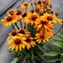 Echinacea PRIMA™ ‘Tiger’
