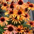 Echinacea PRIMA™ ‘Tiger’