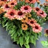 Echinacea FRESCO™ ‘Apricot’