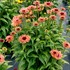 Echinacea FRESCO™ ‘Apricot’