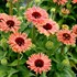 Echinacea FRESCO™ ‘Apricot’