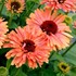 Echinacea FRESCO™ ‘Apricot’