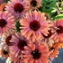 Echinacea FRESCO™ ‘Apricot’