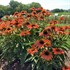 Echinacea Artisan Collection Soft Orange