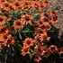 Echinacea Artisan Collection Soft Orange
