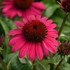 Poco™ Hot Pink Echinacea Sombrero