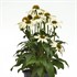 Poco™ White Echinacea Sombrero 