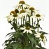 Poco™ White Echinacea Sombrero 