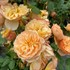 Flavorette Honey-Apricot Rose Rosa x