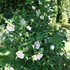 STARBLAST CHIFFON™ Rose of Sharon