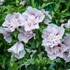 STARBLAST CHIFFON™ Rose of Sharon