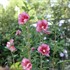 RED PILLAR™ Rose of Sharon