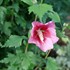 RED PILLAR™ Rose of Sharon