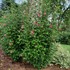 RED PILLAR™ Rose of Sharon