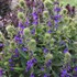 Lobelia STARSHIP Blue 