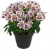Inca Magic Peruvian Lily Alstroemeria hybrid
