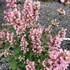 Agastache ‘Pink Pearl’