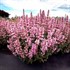 Agastache ‘Pink Pearl’