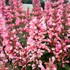 Agastache ‘Pink Pearl’