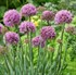 Allium Little Sapphire