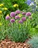 Allium Little Sapphire