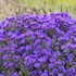 Aster 'Grape Crush' New England Aster
