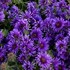 Aster 'Grape Crush' New England Aster