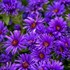 Aster 'Grape Crush' New England Aster