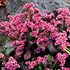 Bergenia ‘Pink Dragonfly’ Pig squeak